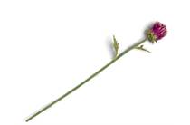 Coco Maison COCO MAISON accessoire Artichoke Stem H80cm